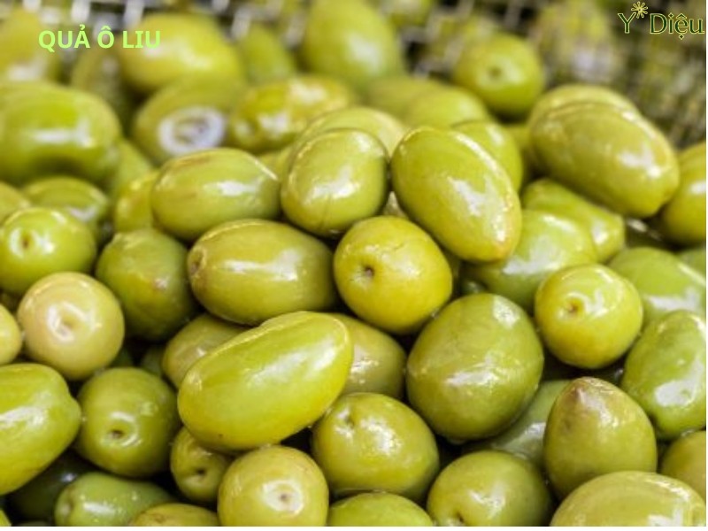 Dầu gội đầu Ô liu làm sạch dịu nhẹ và bảo vệ lớp màng lipid tự nhiên
